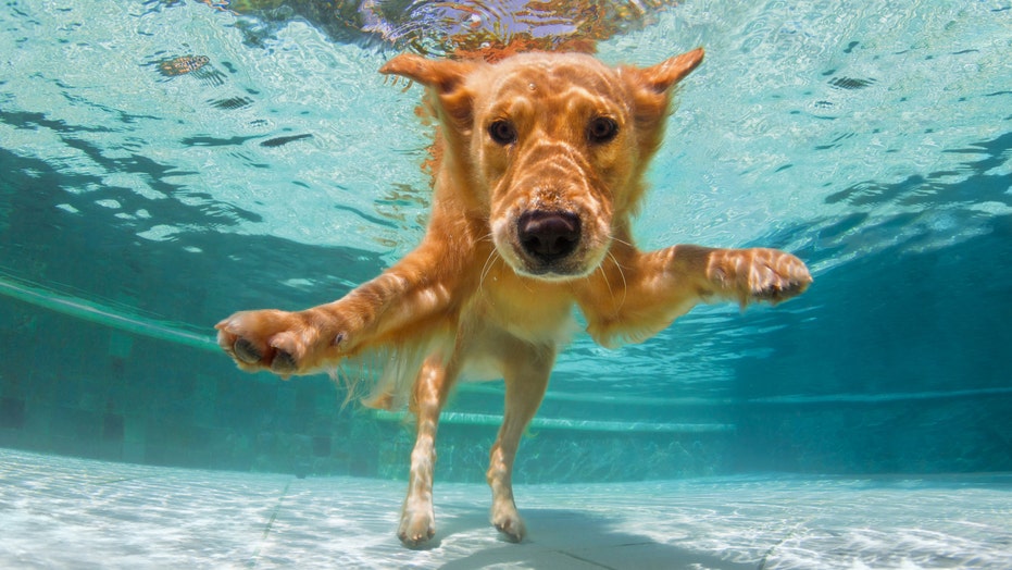 Gear your dog up for summer during the Amazon Pet Sale Melbourne Accountant