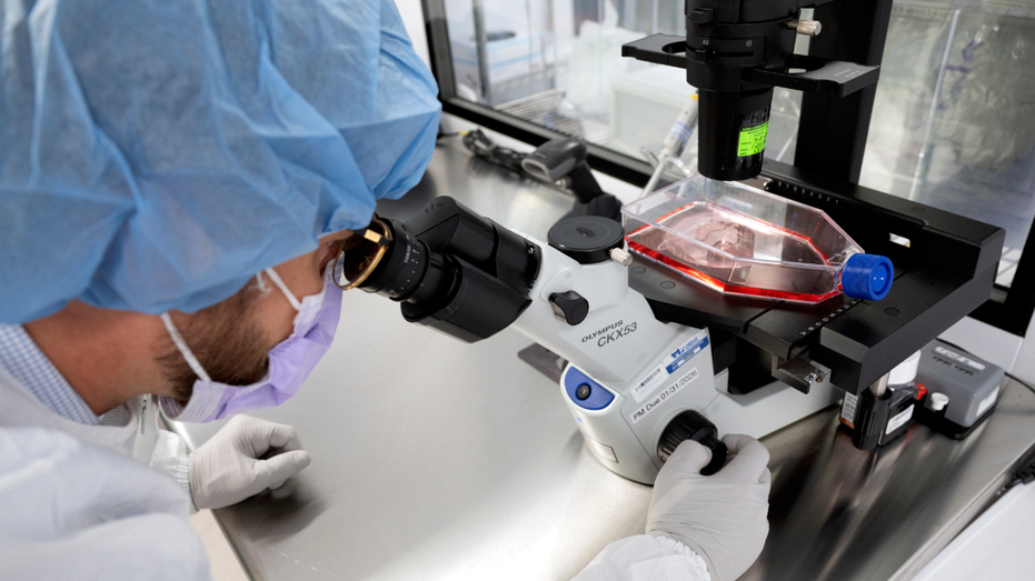 New cancer tech sends chemo straight to tumors Melbourne Accountant